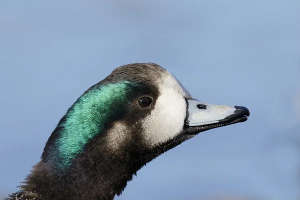 奇洛埃 wigeon，阿纳斯 sibilatrixi — 图库照片