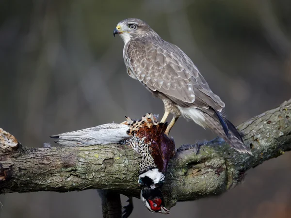 Common buzzard, Buteo buteo — Stock Photo, Image