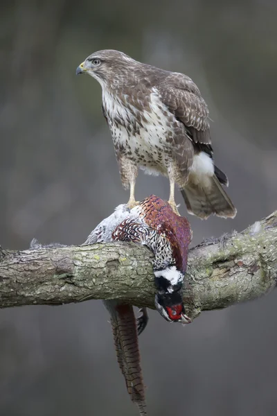 Káně lesní, buteo buteo — Stock fotografie