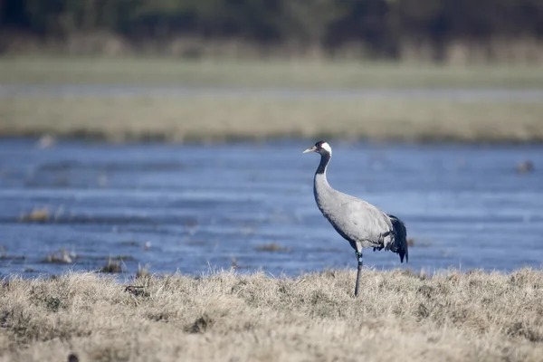 Vanlig trana, Grus Grus — Stockfoto