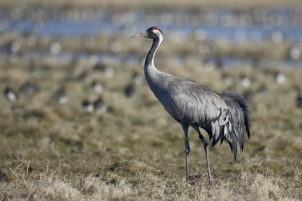 Grúa común, Grus Grus — Foto de Stock