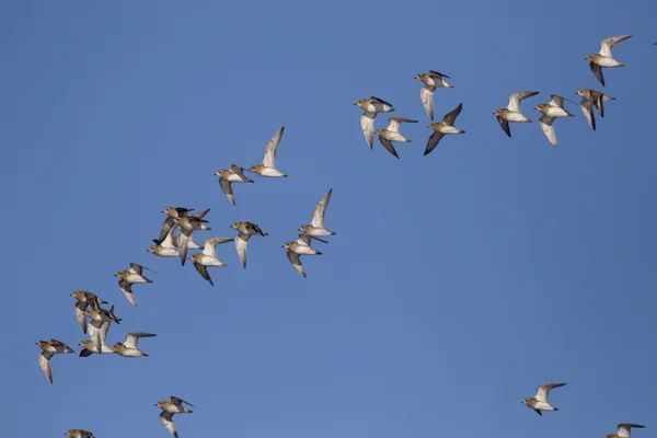 Golden plover, Pluvialis apricaria — Stock Photo, Image