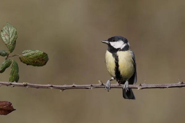 Большая синица, Parus major — стоковое фото