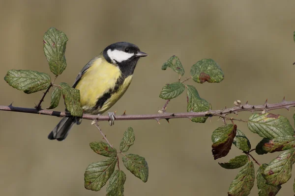 Grande teta, Parus Major — Fotografia de Stock