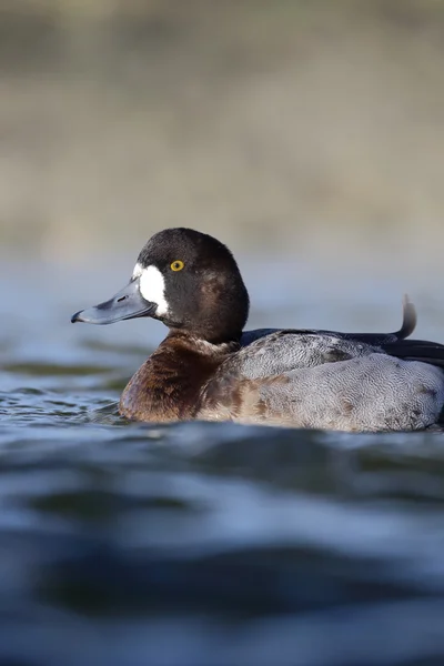 Mehr scaup, aythya marila — Stockfoto