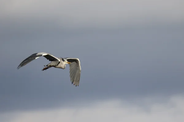 Garza gris, Ardea cinerea — Foto de Stock