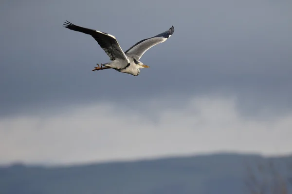 Grå hejre, Ardea cinerea - Stock-foto