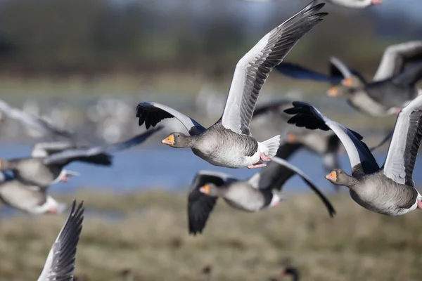 Grijze gans, Anser anser — Stockfoto