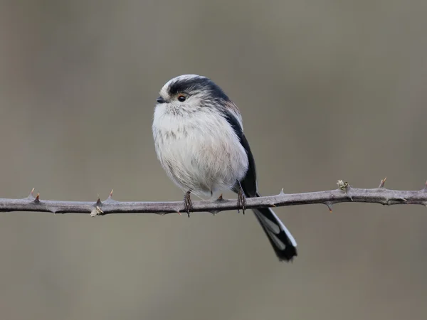 Mésange à longue queue, Aegithalos caudatus — Photo