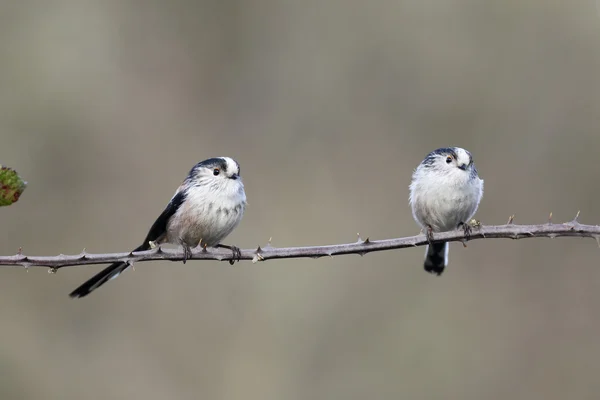 Long-tailed tit, Aegithalos caudatus — Stock Photo, Image