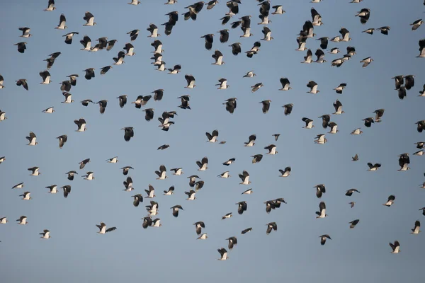 Northern lapwing, Vanellus vanellus — Stock Photo, Image