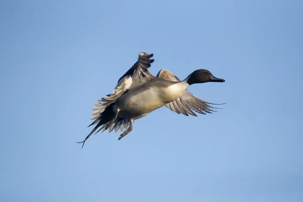 Pintail settentrionale, Anas acuta — Foto Stock