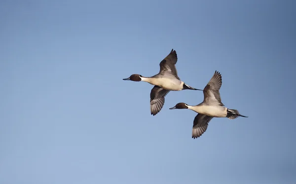 Pintail do Norte, Anas acuta — Fotografia de Stock