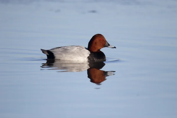 Northern pochard, Aythya ferina — Stock Photo, Image