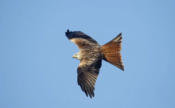 Cometa roja, Milvus milvus — Foto de Stock