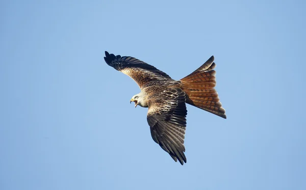 Cometa roja, Milvus milvus — Foto de Stock