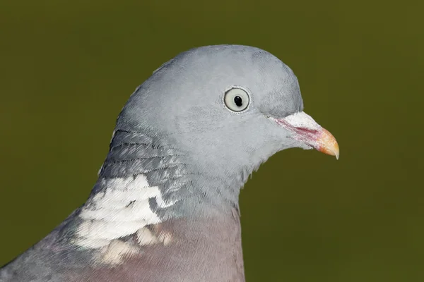 Деревянный голубь, Колумба Палумб — стоковое фото