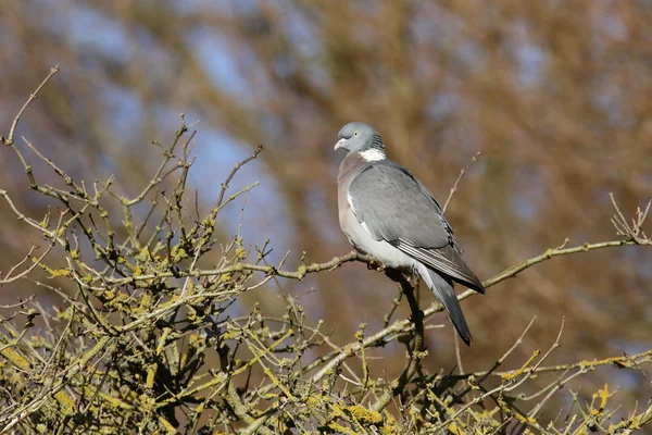 Wood pigeon, Columba palumbus — Stock Photo, Image