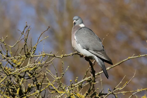 Gołąb drzewny, Columba palumbus — Zdjęcie stockowe