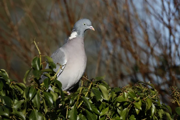 Pigeon des bois, Columba palumbus — Photo