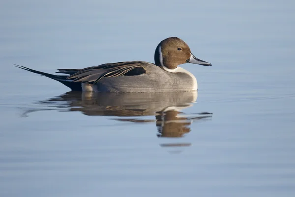 Norte de Pintail, Anas acuta Fotos De Stock Sin Royalties Gratis