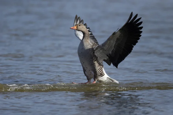 Grauwe gans, Anser anse — Stockfoto