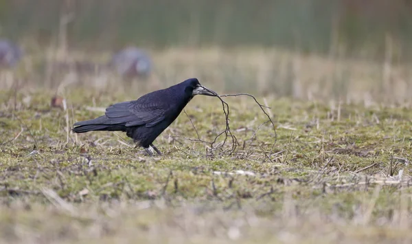 Tårn, Corvus frugilegus – stockfoto