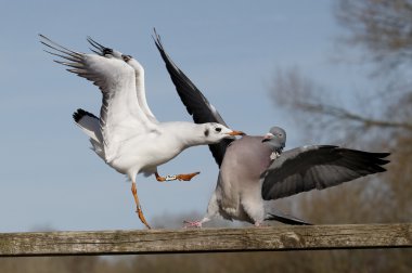 Tahta güvercin, Columba Palumbus