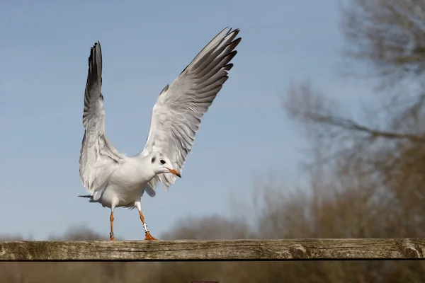 Mouette à tête noire, Larus ridibundus — Photo