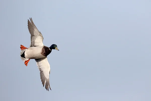 Pato-real, anas platyrhynchos — Fotografia de Stock