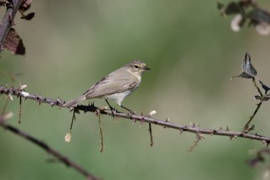 çıvgın, phylloscopus collybita