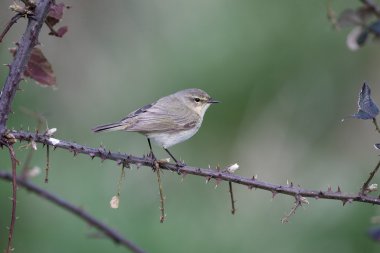 çıvgın, phylloscopus collybita