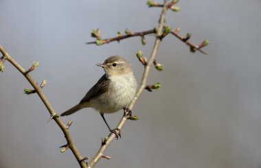 çıvgın, phylloscopus collybita