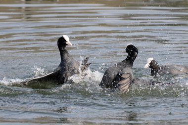 Coot, Fulica atra