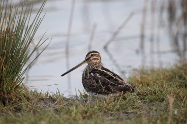 Ortak Snipe, Gallinago gallinago