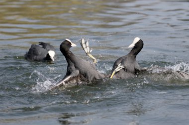 Coot, Fulica atra