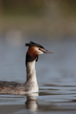 büyük tepeli batağan, podiceps cristatus