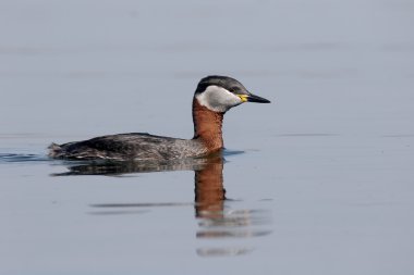 Kırmızı boyunlu Grebe, Podiceps grisegena