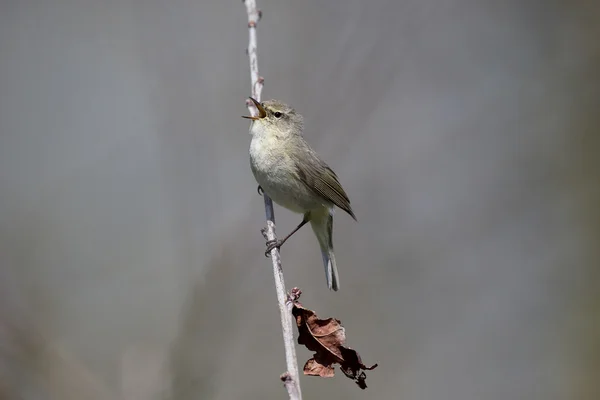 Chiffchaff, Phylloscopus collybita — Stock Photo, Image