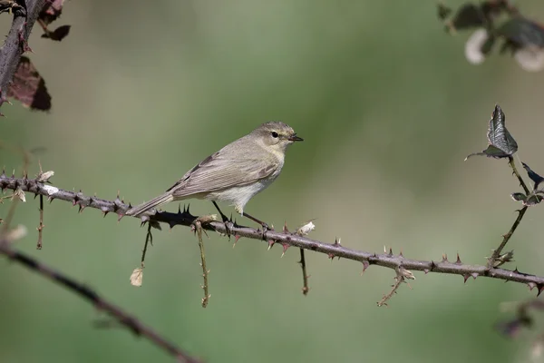 Chiffchaff, phylloscopus collybita — Fotografia de Stock