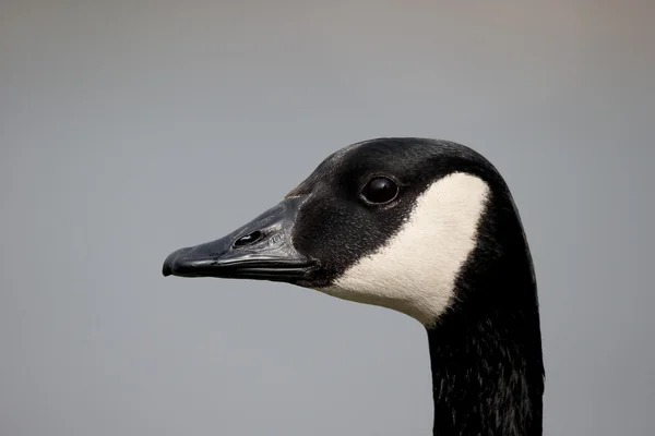 Kanadagans, Branta canadensis — Stockfoto