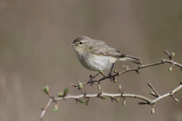 Chiffchaff, phylloscopus collybita — Fotografia de Stock