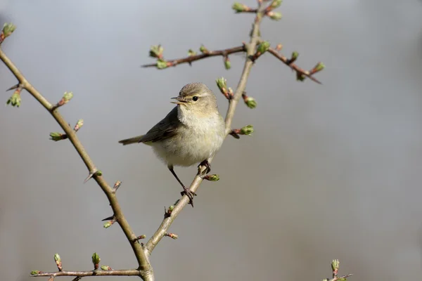 チフチャフ phylloscopus collybita — ストック写真