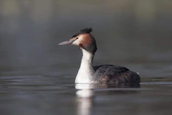 大朱鹮鷉，podiceps cristatus — 图库照片