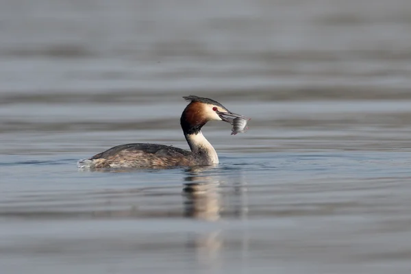 Groot-crested grebe, podiceps cristatus — Stockfoto