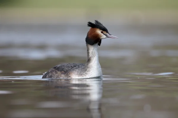 Grebe de gran cresta, Podiceps cristatus —  Fotos de Stock