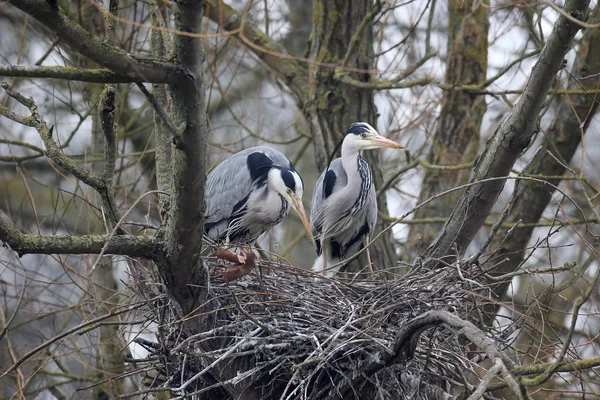 Grå häger, Ardea cinerea — Stockfoto