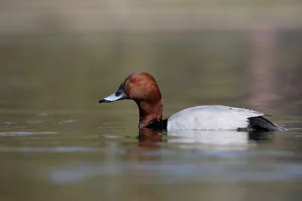 Pochard del norte, Aythya ferina — Foto de Stock