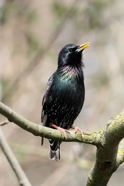 Szpak, sturnus vulgaris — Zdjęcie stockowe