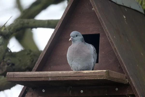 Hisse senedi güvercin, columba gizli Ordu Örgütü — Stok fotoğraf